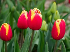 tulipanes, en el Países Bajos foto