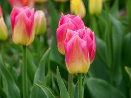 tulipanes, en el Países Bajos foto