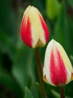 tulipanes, en el Países Bajos foto