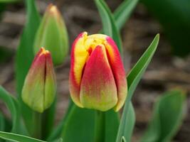 muchos tulipanes en el Países Bajos foto