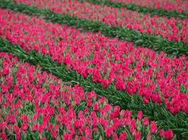 spring time in the netherlands photo