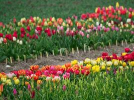 tulips in the netherlands photo