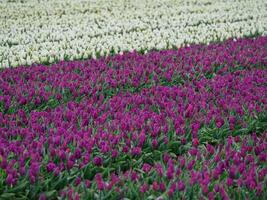 spring time in the netherlands photo