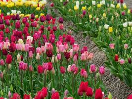 Many tulips in the  netherlands photo