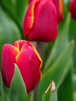 Many tulips in the  netherlands photo