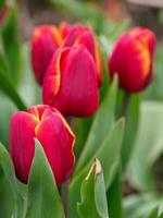 Many tulips in the  netherlands photo