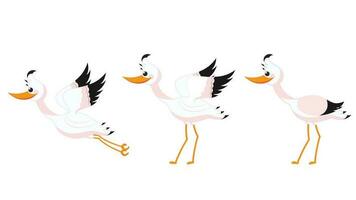 Stork bird in different activity on white background. vector