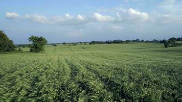 Farm Field of Young Green Barley in the Summer video