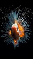 Beautiful fish underwater. Illustration photo
