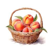 Watercolor peach in basket. Illustration photo