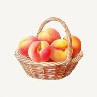 Watercolor peach in basket. Illustration photo