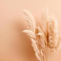 Pampas grass beige minimalist background. Illustration photo