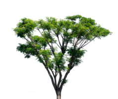 árbol aislado para diseño elemento png