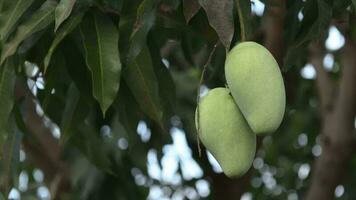 Mango fruit, mango in tree video