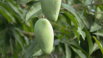 mangue fruit, mangue dans arbre video