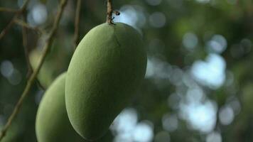 mangue fruit, mangue dans arbre video