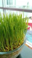 Tray with wheat grass on window background photo