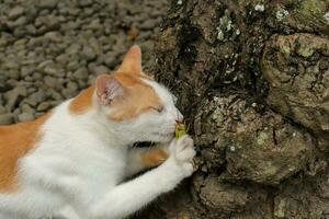 The Turkish Van cat breed bites a grasshopper that perches on a tree and eats it photo