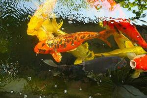 Colorful koi fish swimming in the pond. photo