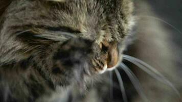 linda atigrado Doméstico gato Lavado arriba cerca arriba video