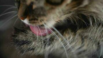 Cute tabby domestic cat washing up close up video