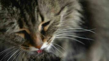 Cute tabby domestic cat washing up close up video