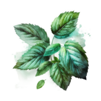 Watercolor mint leaves cutout png