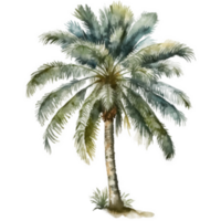 Aquarell Palme ausgeschnitten png