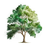 aquarelle vert arbre coupé png