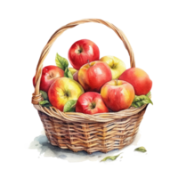 Watercolor apples in basket. Illustration png