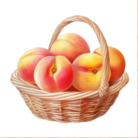 Watercolor peach in basket. Illustration png