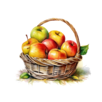 Watercolor apples in basket. Illustration png