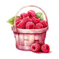 Watercolor raspberries in basket. Illustration png