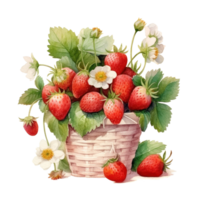 Watercolor strawberries in basket. Illustration png