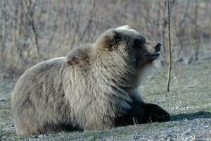 Hungry wild brown bear lies on stones, looking around photo