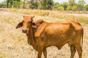 marrón tailandés vacas son pasto en el tierra..a marrón vaca cerca arriba con un borroso fondo.adulto hembra vaca foto