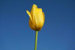 Beautiful and vivid yellow tulips on blue background close up. photo