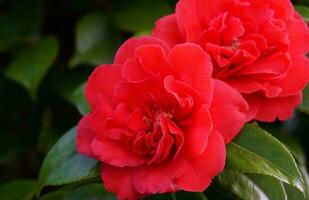 Incredible beautiful red camellia - Camellia japonica, known as common camellia or Japanese camellia. photo