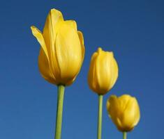 hermosa y vívido amarillo tulipanes en azul antecedentes cerca arriba. foto