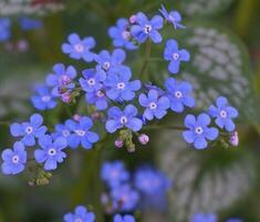 Beautiful and delicate small blue Myosotis flowers close up on green grass background. photo