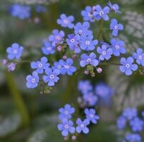 Beautiful and delicate small blue Myosotis flowers close up on green grass background. photo