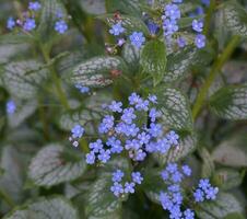 Beautiful and delicate small blue Myosotis flowers close up on green grass background. photo