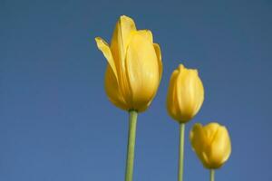 Beautiful and vivid yellow tulips on blue background close up. photo