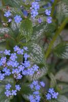 Beautiful and delicate small blue Myosotis flowers close up on green grass background. photo