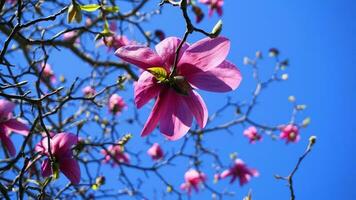 Magnolia blossom tree. Beautiful magnolia flowers against blue sky background close up. Japanese magnolia. photo