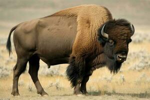 americano bisonte animal. generar ai foto