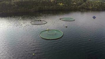ein Aquakultur Fisch Bauernhof benutzt zu halt Fisch Bestände zum Essen video