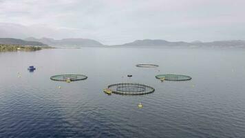 un acuicultura pescado granja usado a sostener pescado cepo para comida video