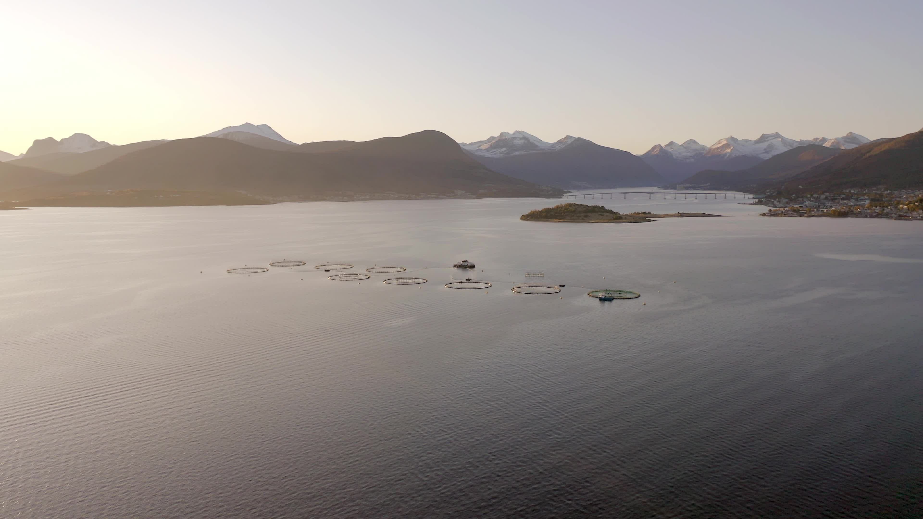 An Aquaculture Cod and Pollock Farm at Sunrise 23441879 Stock Video at