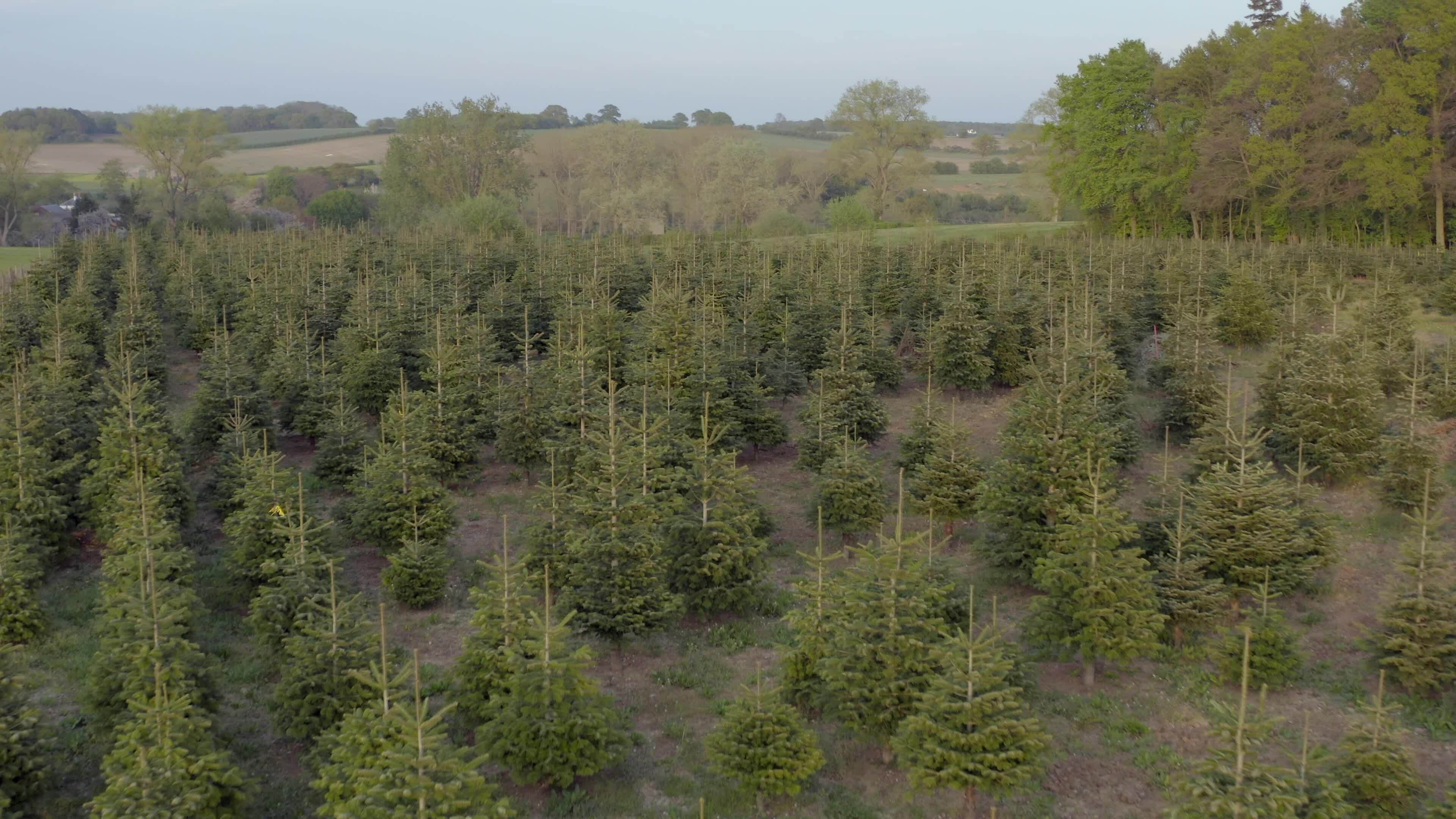 Pick Your Own Christmas Tree Farm Aerial View 23441930 Stock Video at
